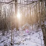 Le Lit De La Semois * Vresse-sur-Semois